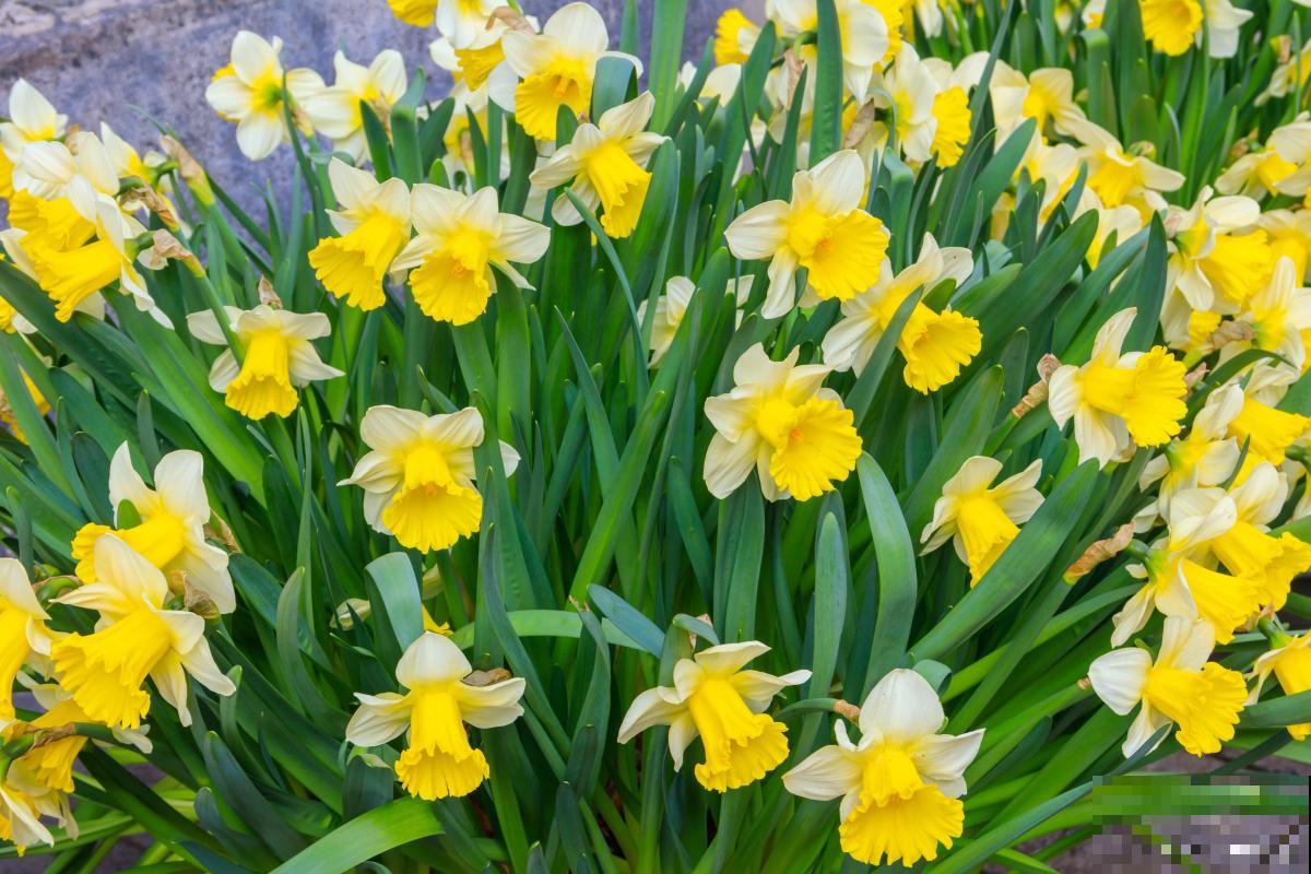 洋水仙开花后怎样留明年