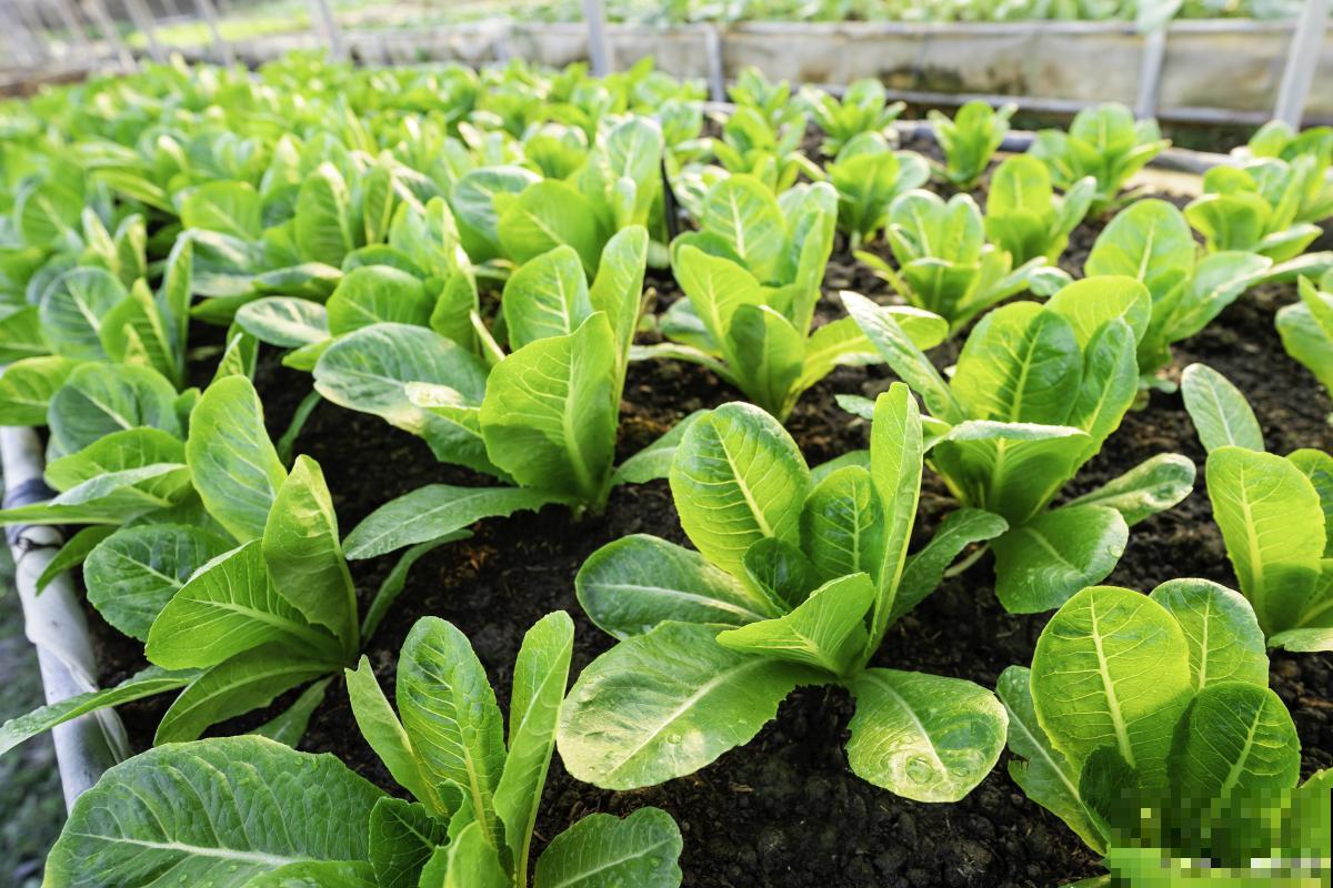 菠菜种上几天能出苗