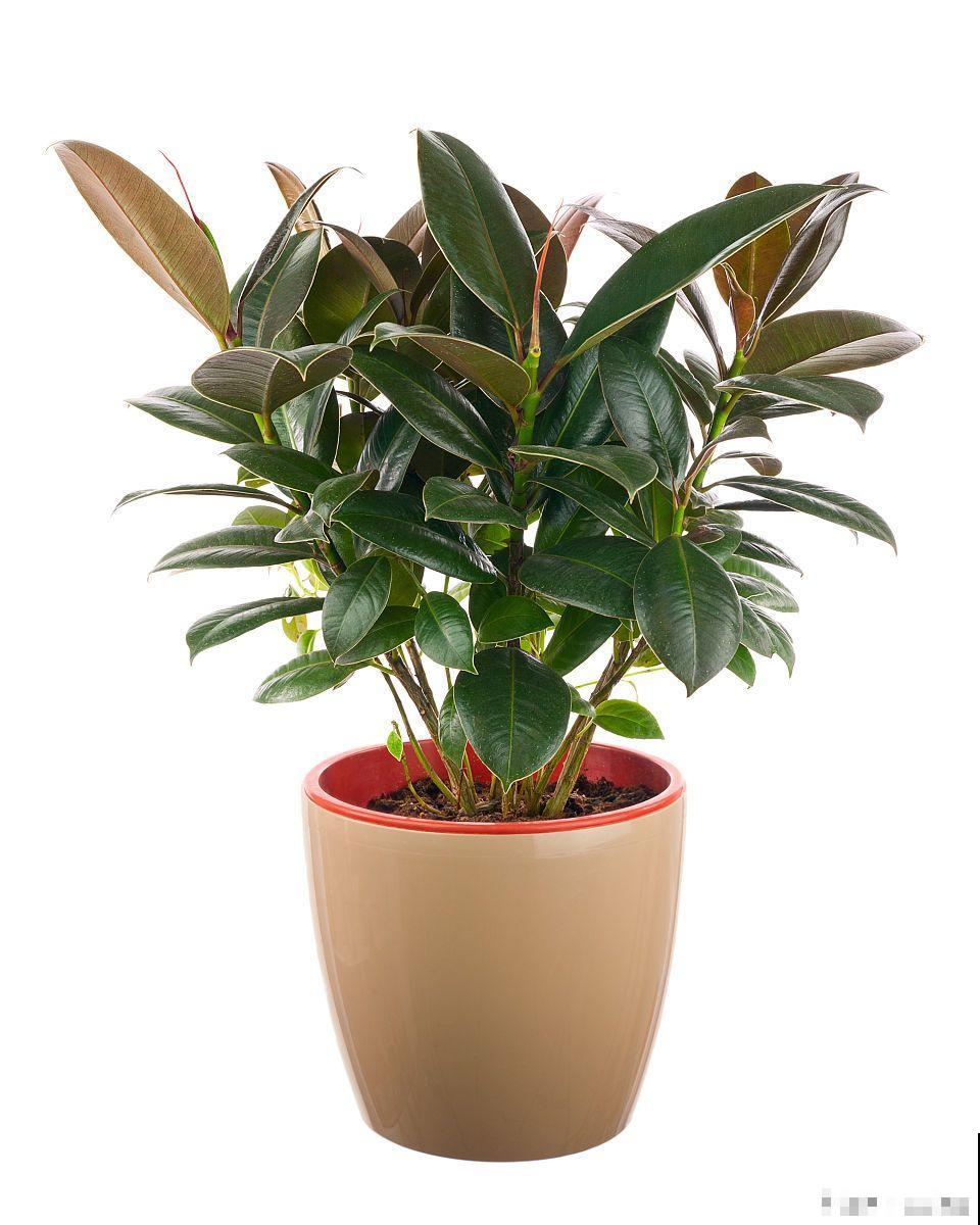 如何修剪橡皮树？