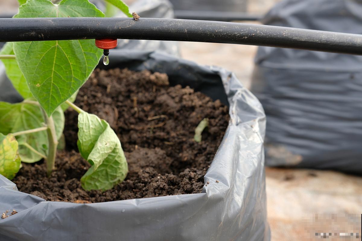 猕猴桃扦插生根最快方法