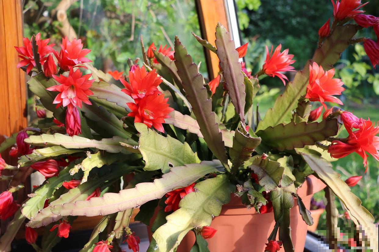 蟹爪兰怎么施肥？