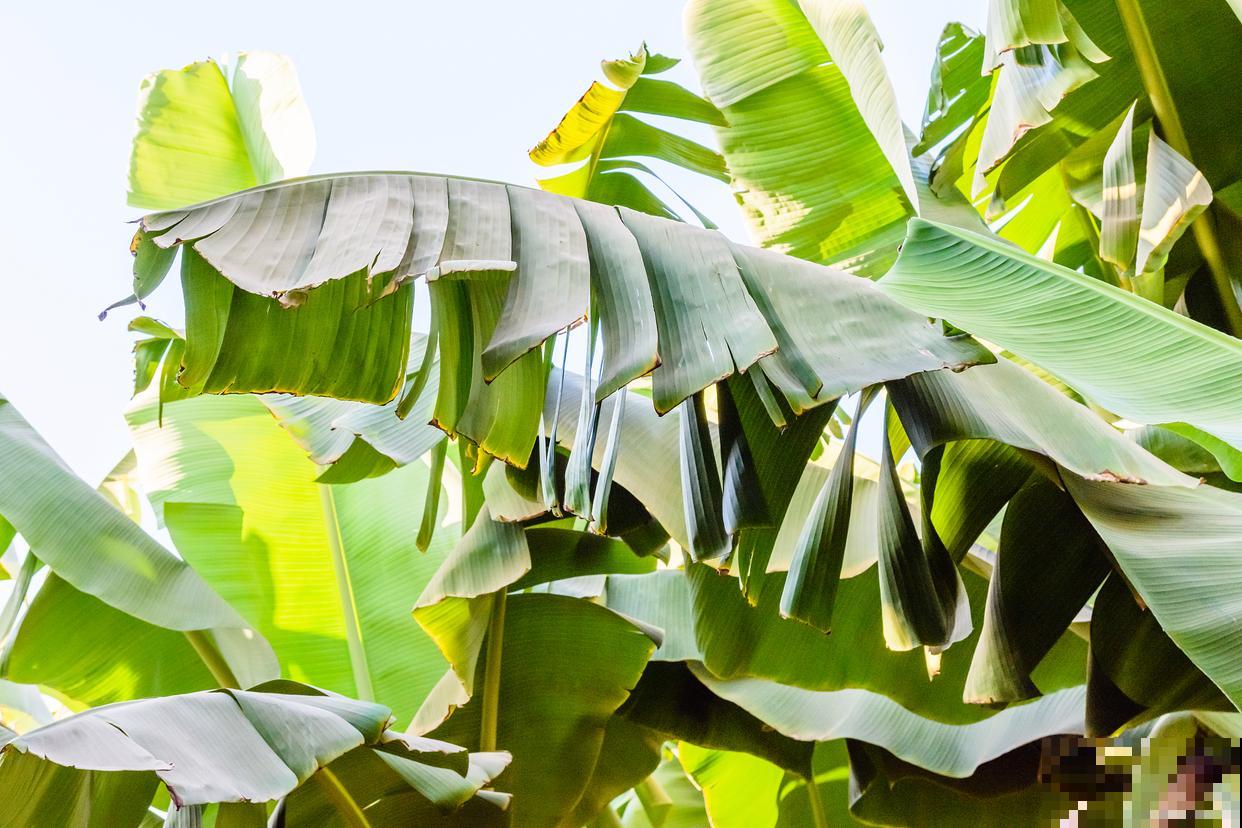 芭蕉种植需注意什么