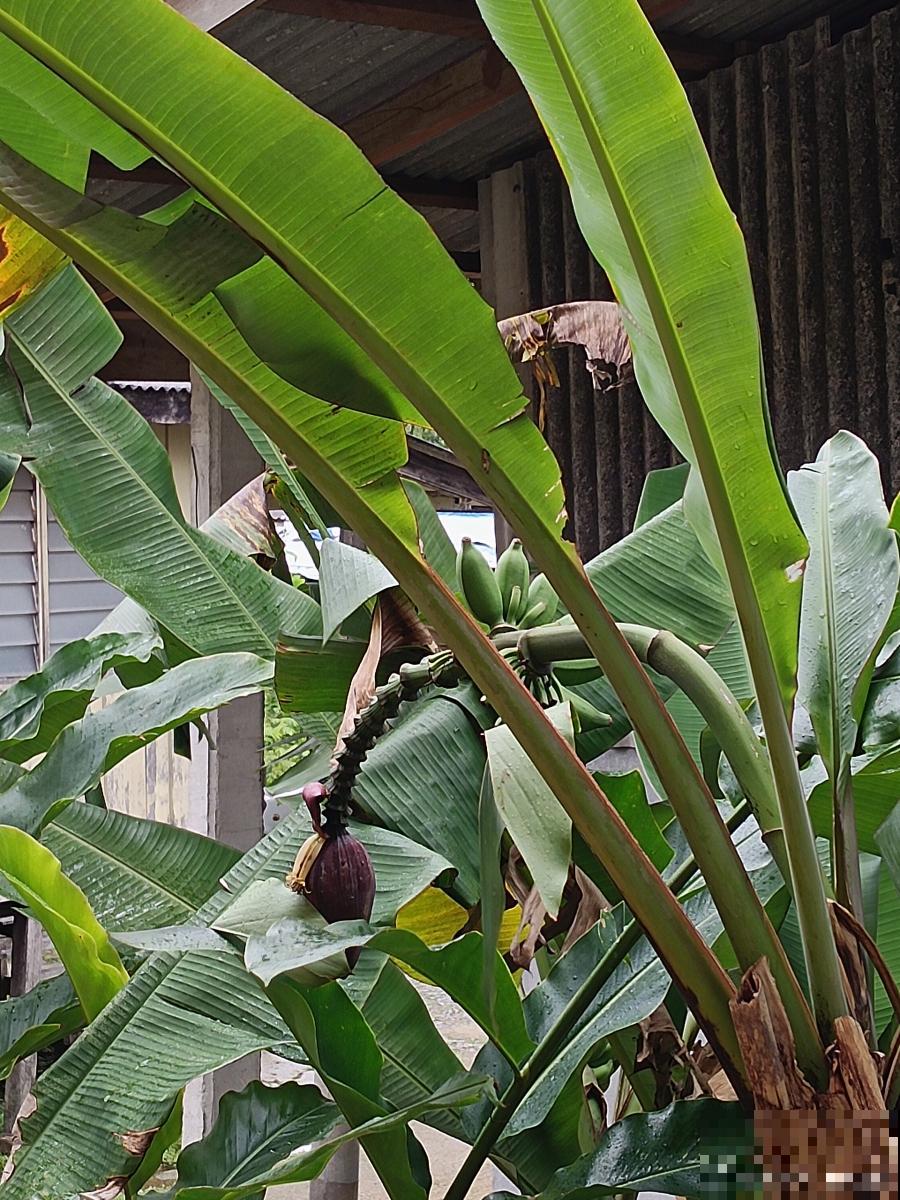 芭蕉种植需注意什么