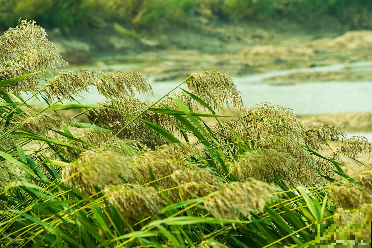 芦根是什么植物的根