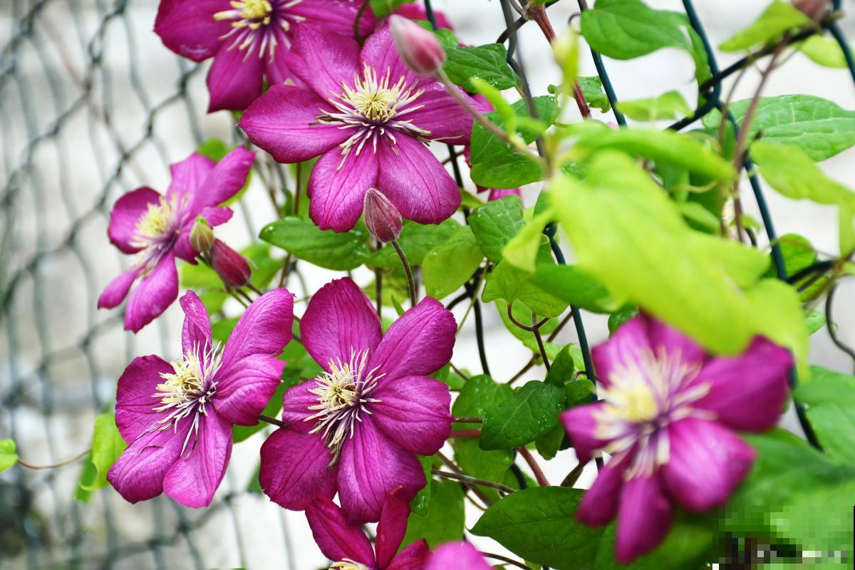 什么花是在夏天开的