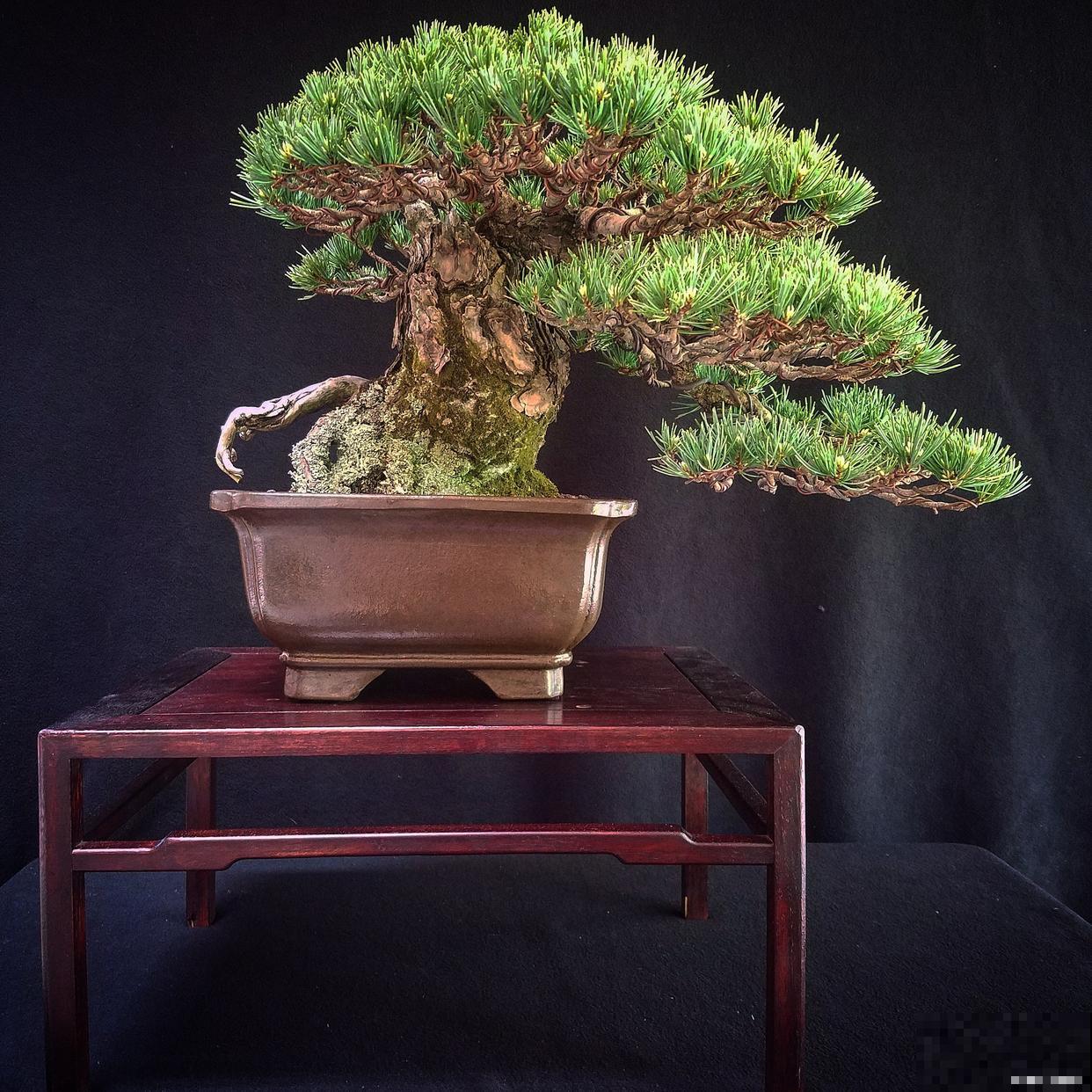 水山盆景怎么养? 水山盆景怎么养?