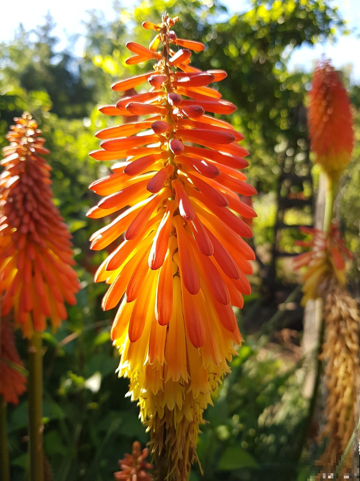 火炬花多久浇一次水 火炬花多久浇一次水