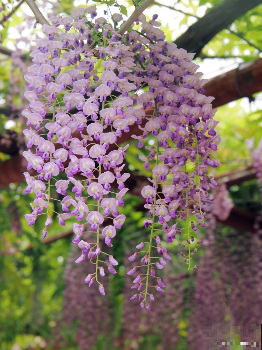 紫藤花什么时候种植