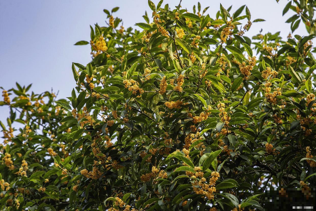 桂花树什么时候移栽最好