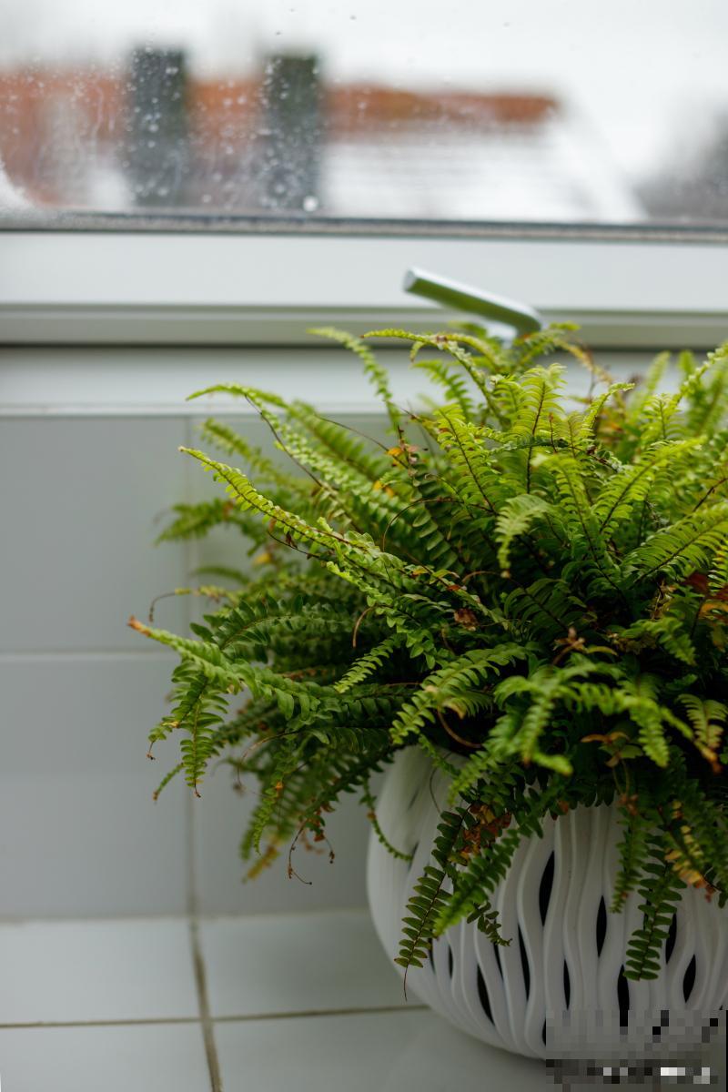 水培蕨类植物怎么养