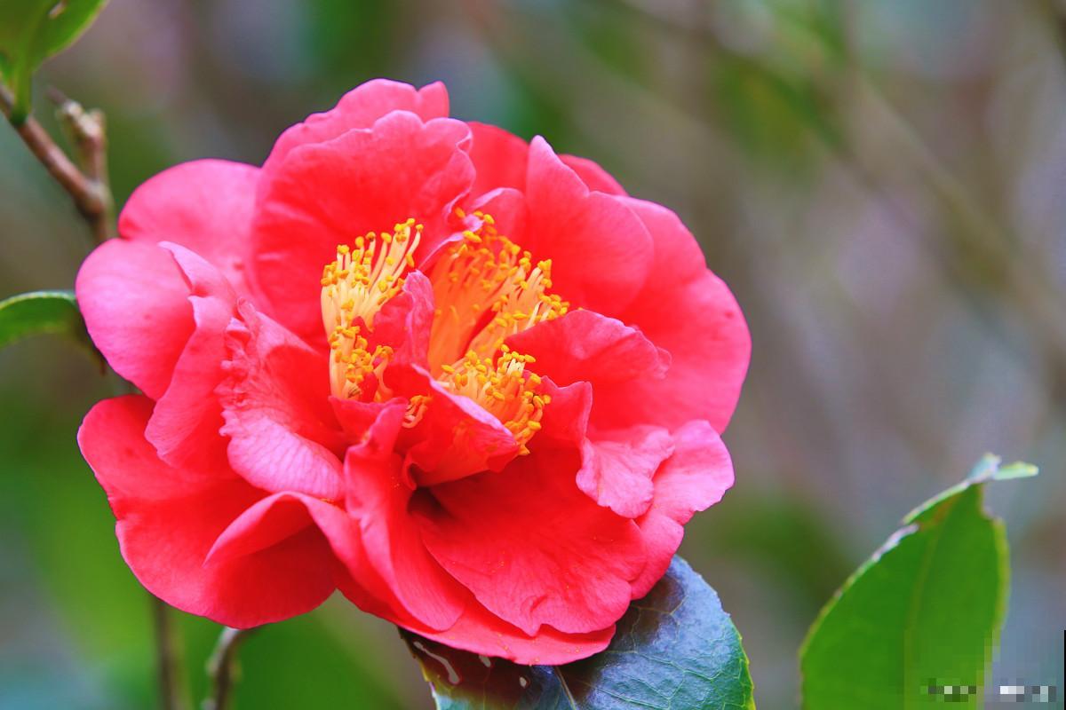 山茶花怎么种植？