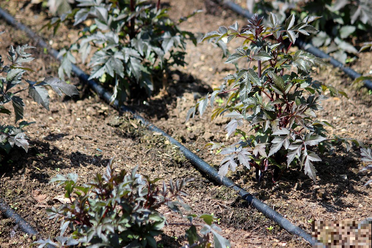 铁筷子怎么种植？