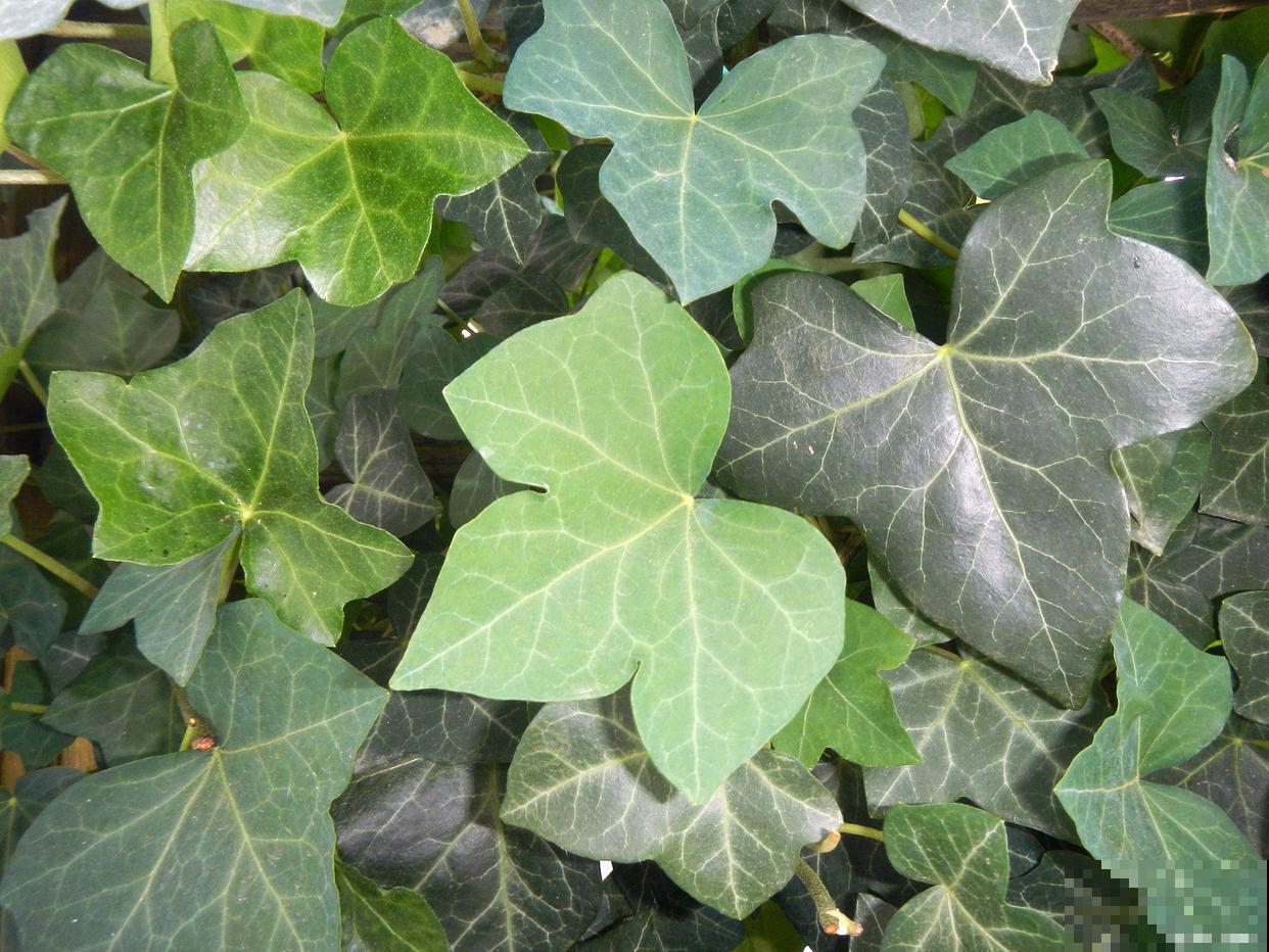 浇水太多植物会烂根吗 浇水太多植物会烂根吗