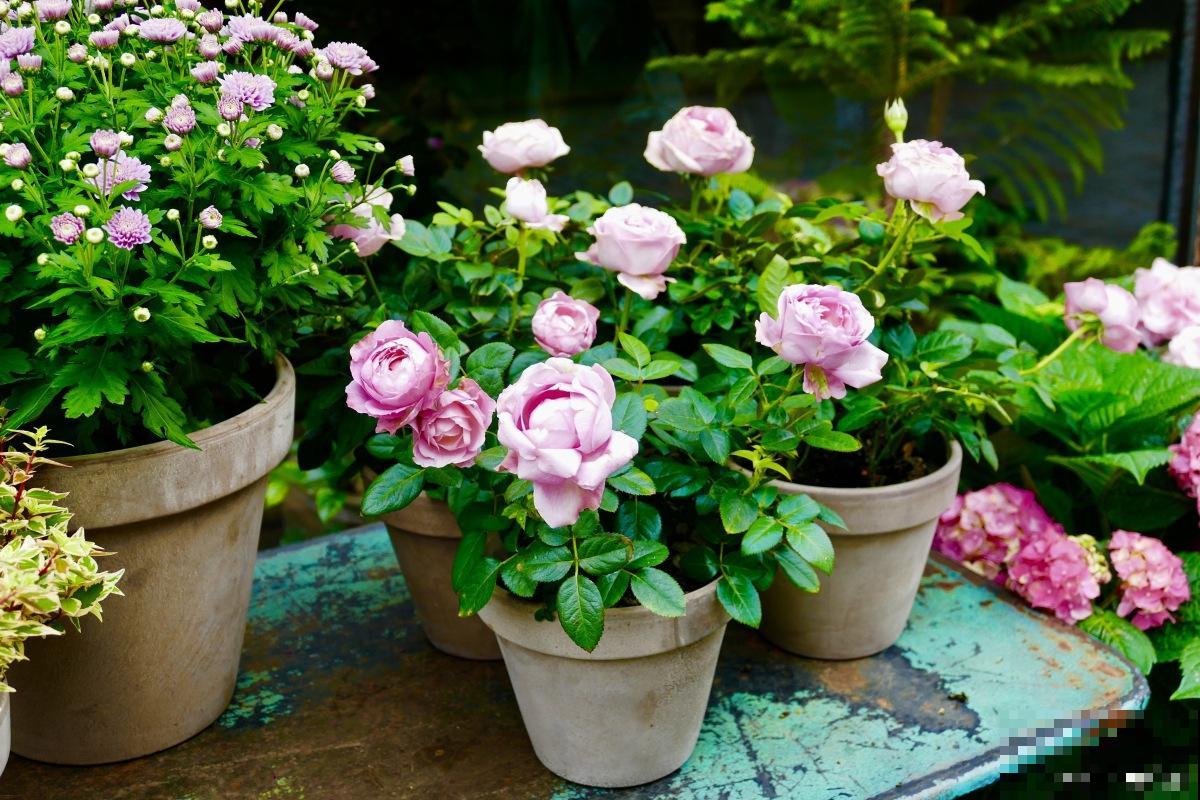 月季如何爆盆的? 月季如何爆盆的?