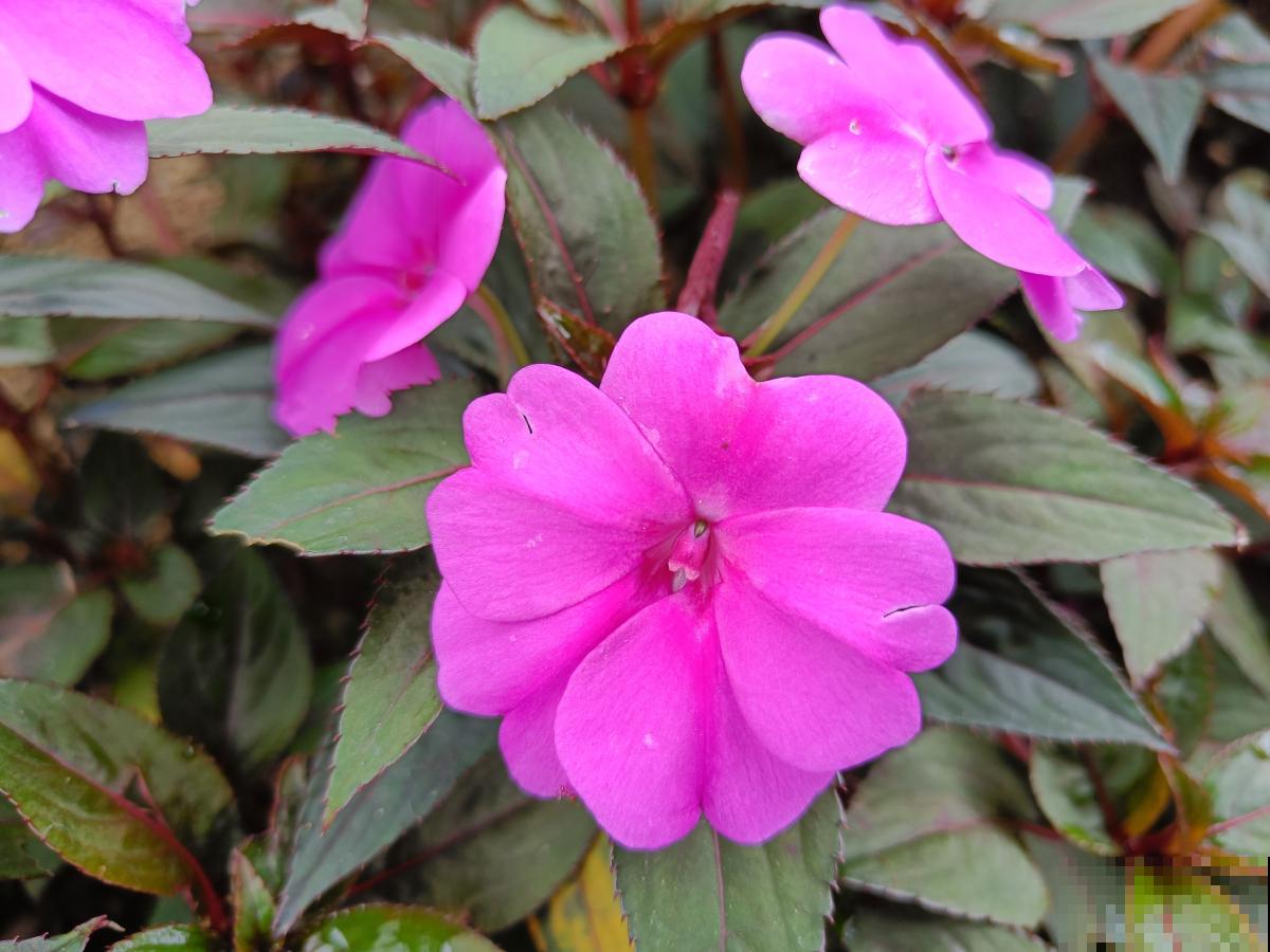 凤仙花施什么肥? 凤仙花施什么肥?
