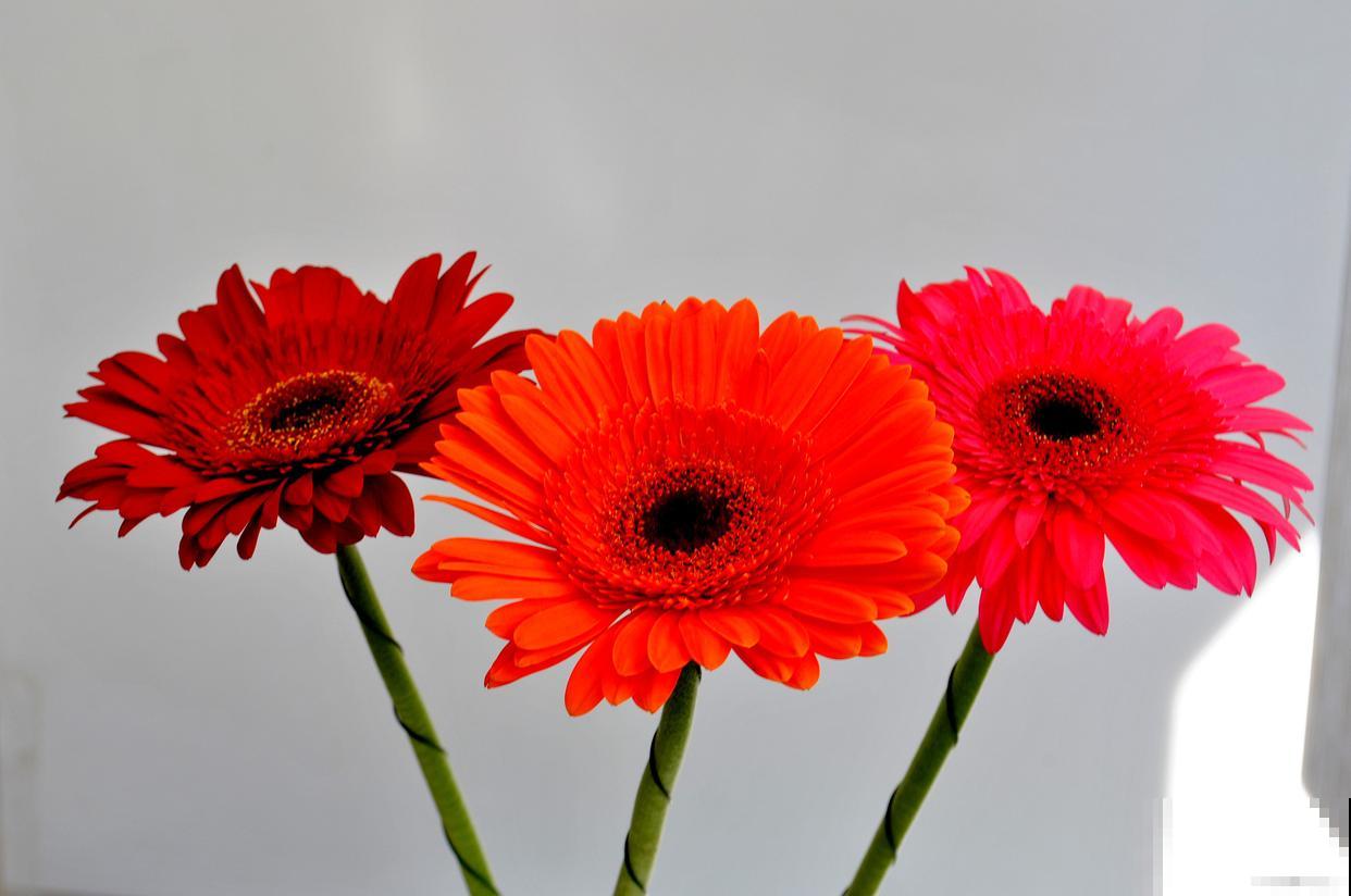 非洲菊为什么叫扶郎花 非洲菊为什么叫扶郎花