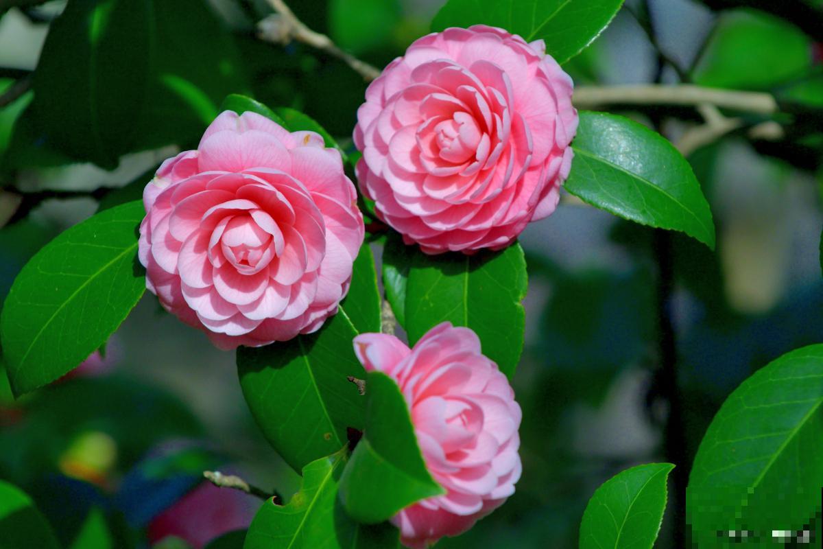 茶梅为什么比茶花贵