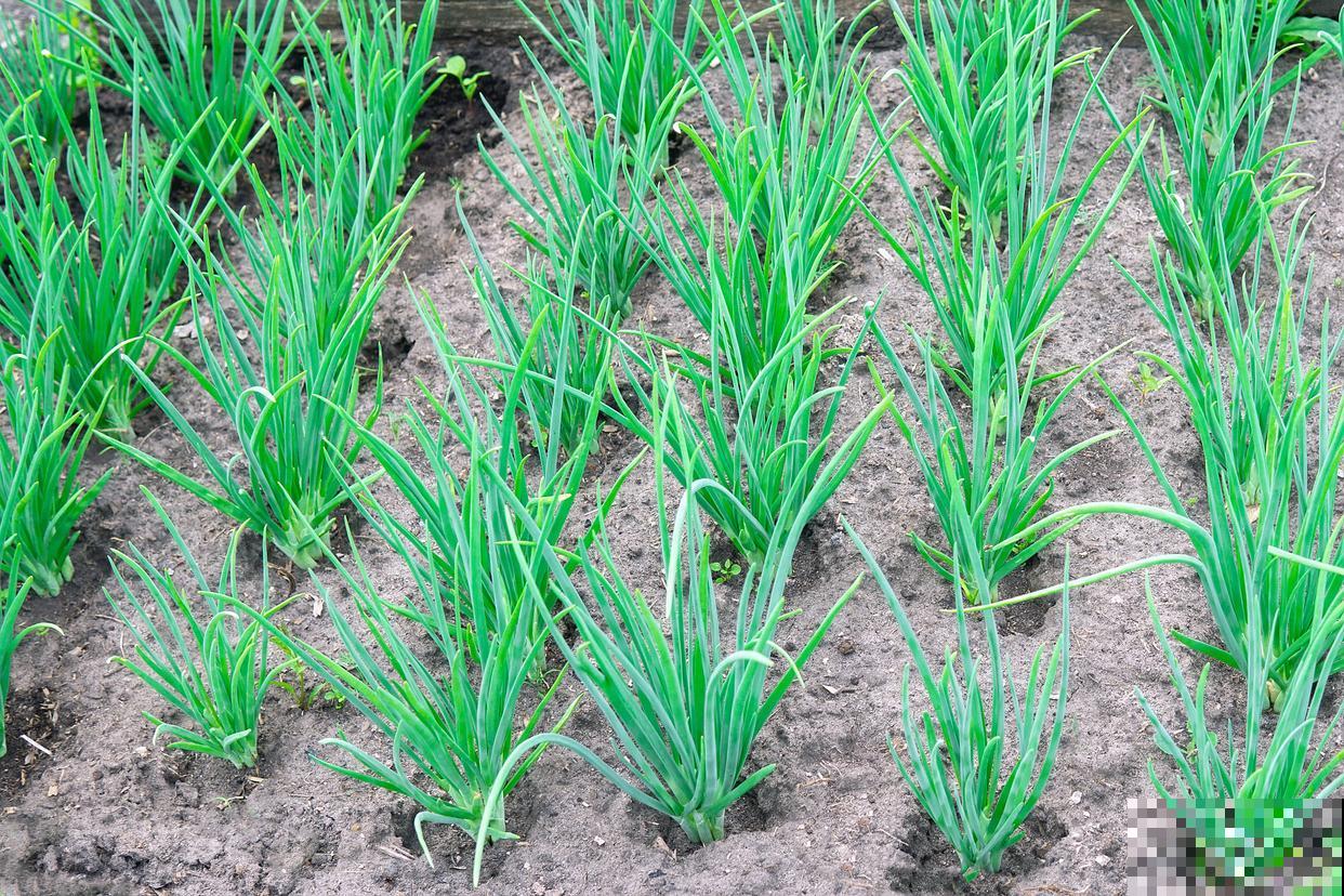 大葱育苗方法和时间北方