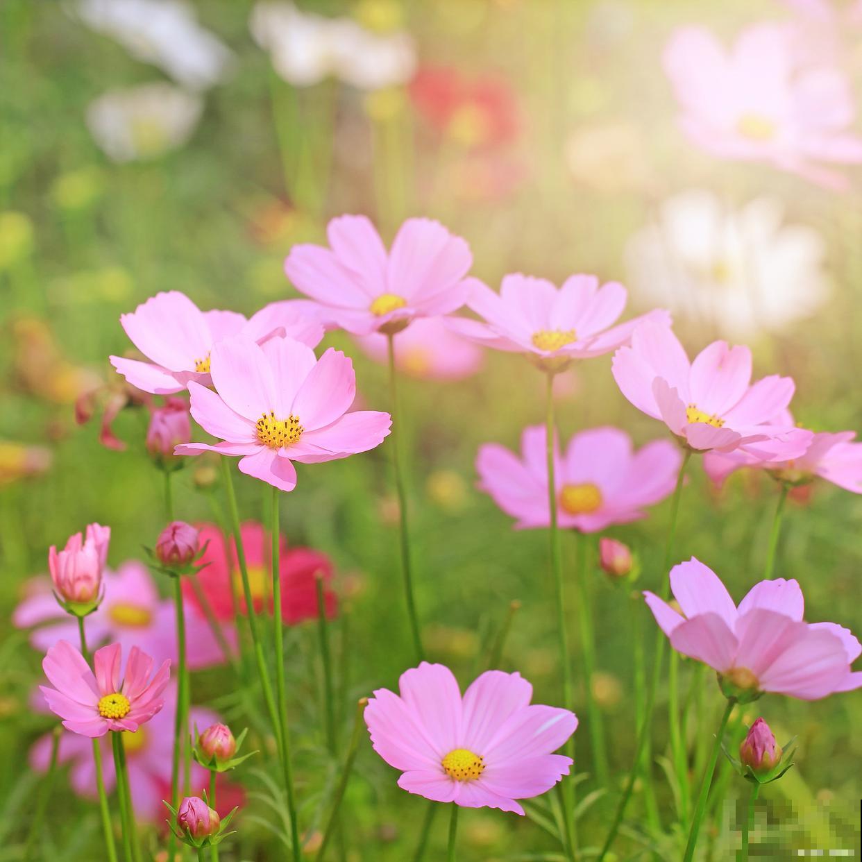 波斯菊如何摘心? 波斯菊如何摘心?