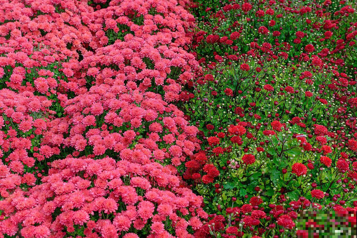 百日红怎么修剪? 百日红怎么修剪?