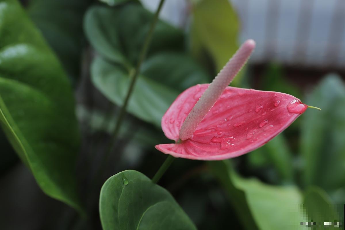 红掌花能开多久? 红掌花能开多久?