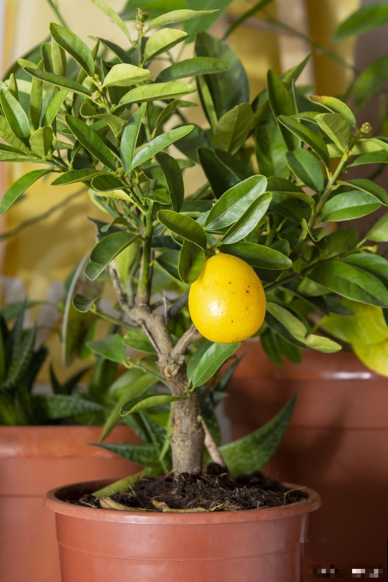 柠檬盆栽怎么修剪
