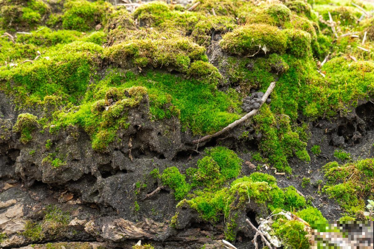 盆景苔藓怎么养护 盆景苔藓怎么养护