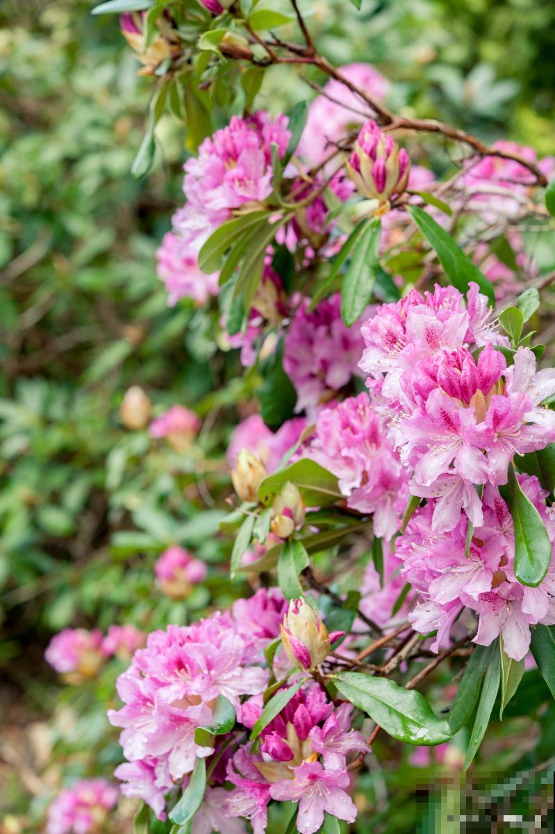 种植杜鹃花用什么土壤