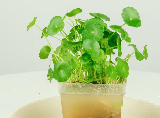 这5种植物，适合在家水养，干净又养眼