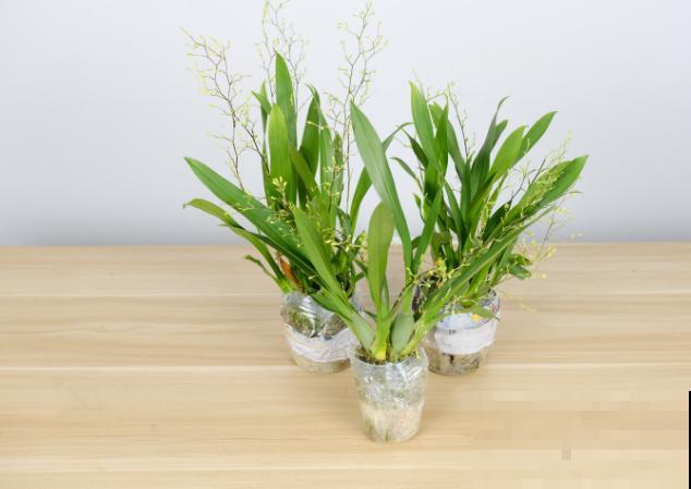 文心兰养殖,树皮和草苔都可以,各有各的优点 文心兰养殖,树皮和草苔都可以,各有各的优点