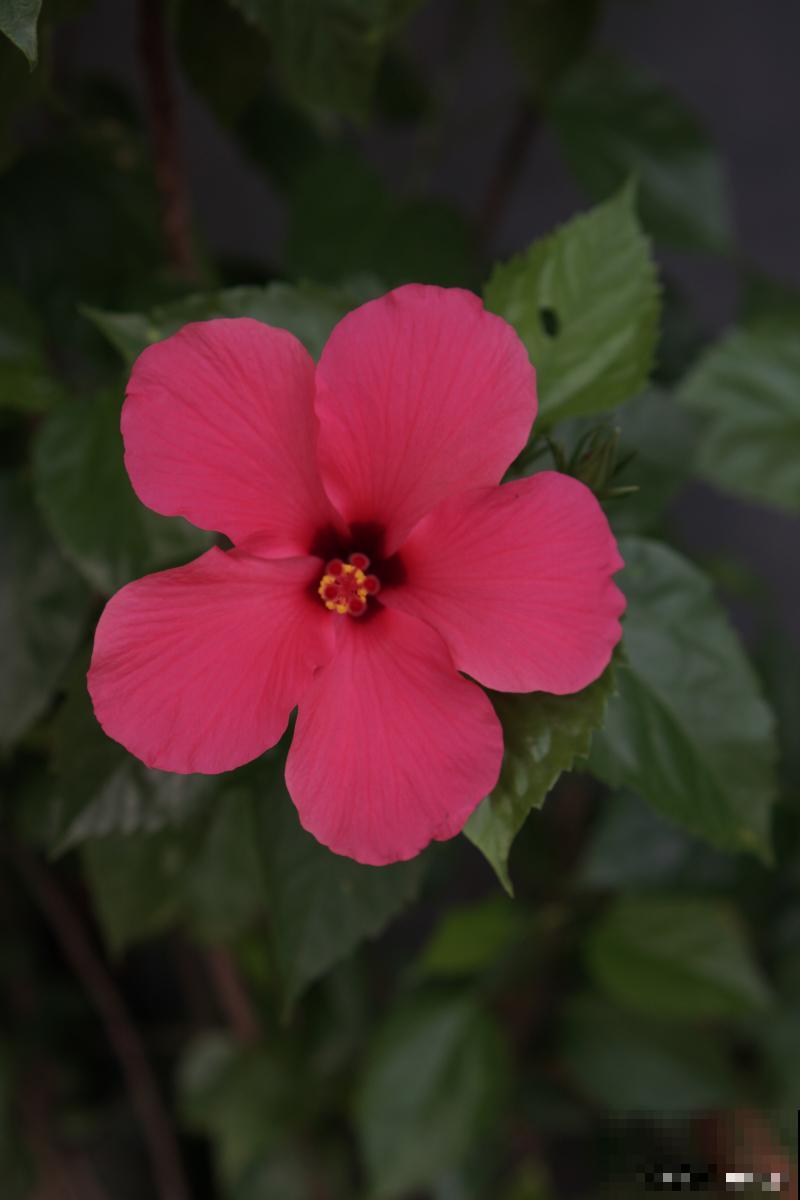 木槿花怎么养殖? 木槿花怎么养殖?