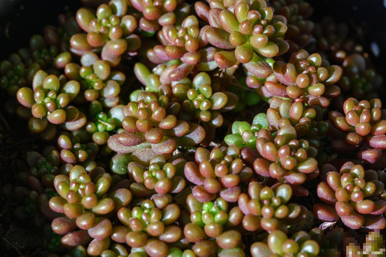 多肉虹之玉老桩怎么养 多肉虹之玉老桩怎么养