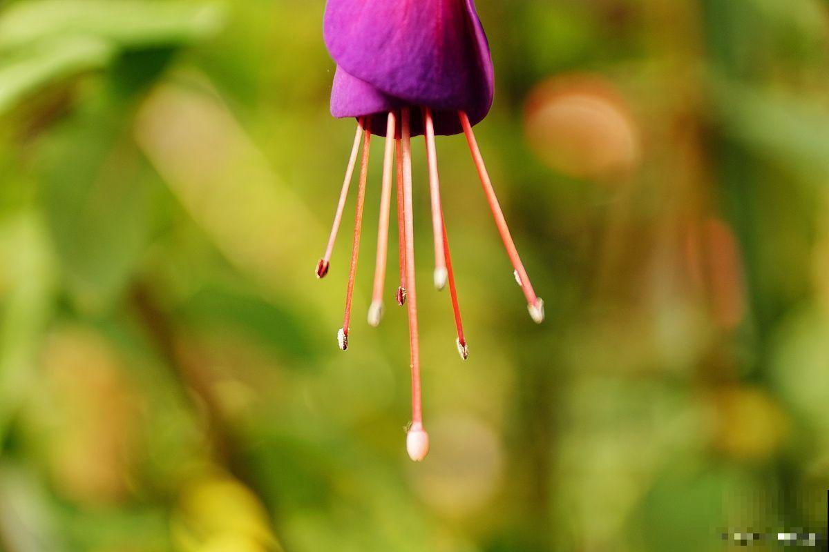 倒挂金钟用什么肥料 倒挂金钟用什么肥料