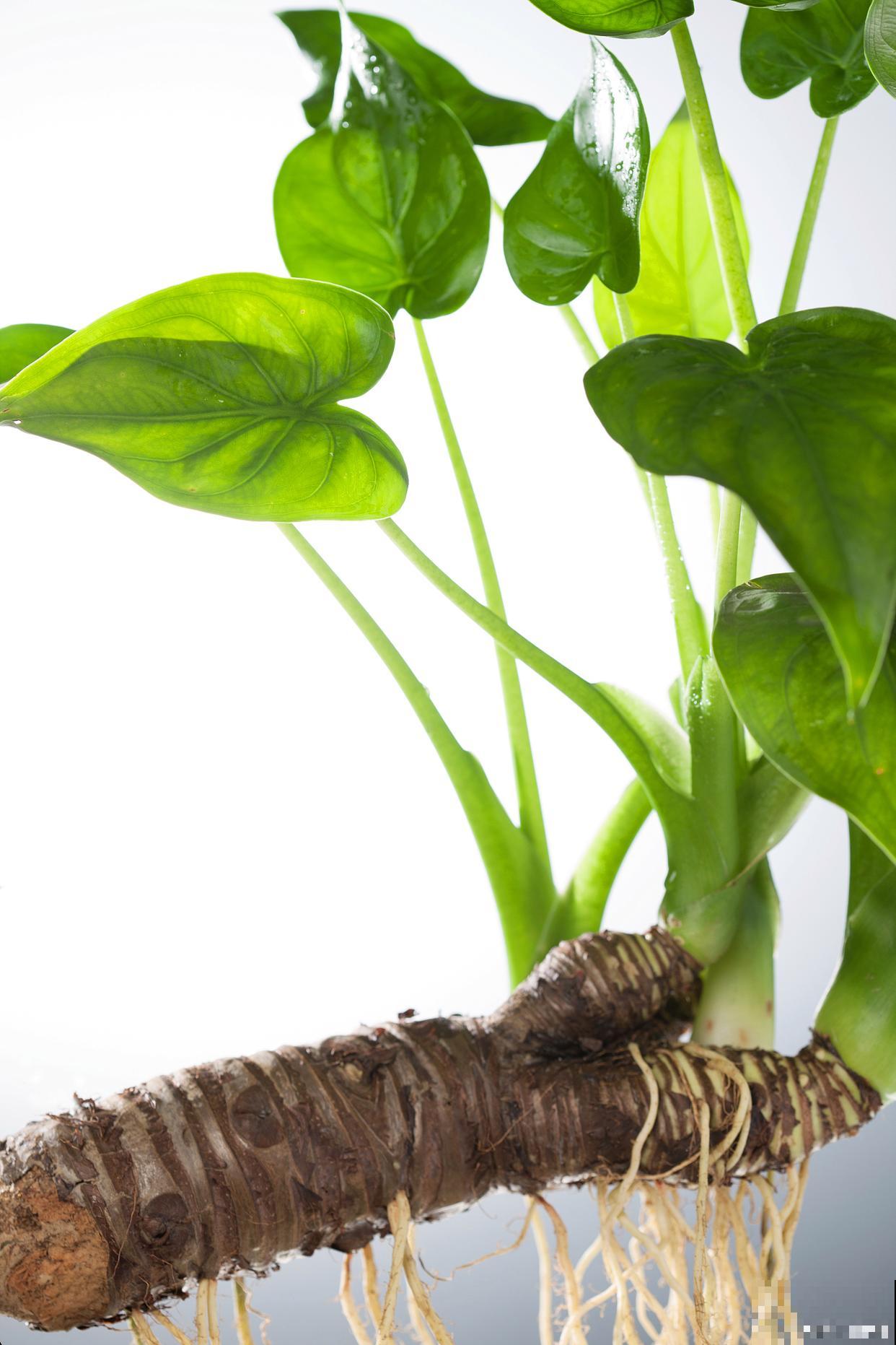 滴水观音黄叶什么原因 滴水观音黄叶什么原因