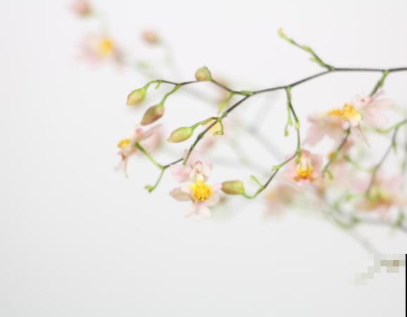 文心兰养殖，树皮和草苔都可以，各有各的优点