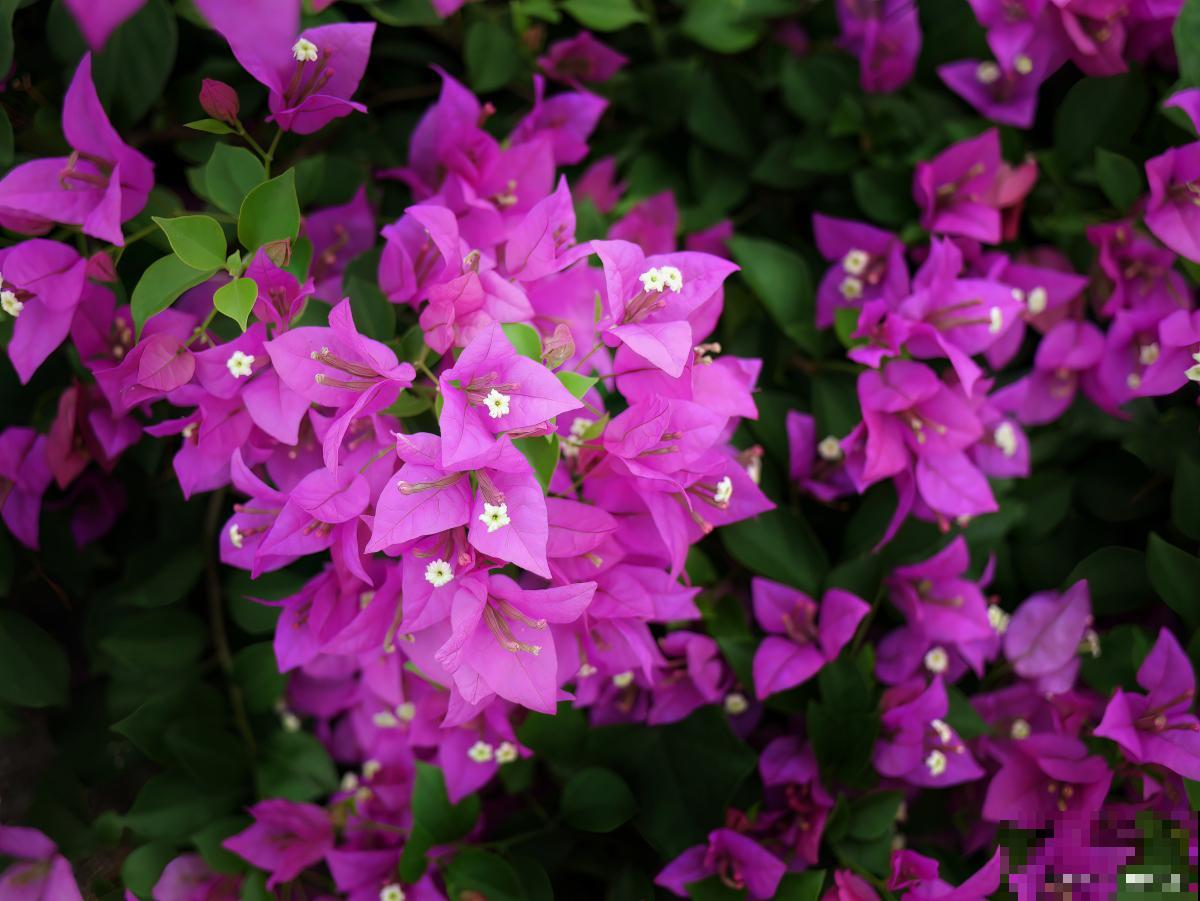 三角梅喜欢酸性还是碱性土