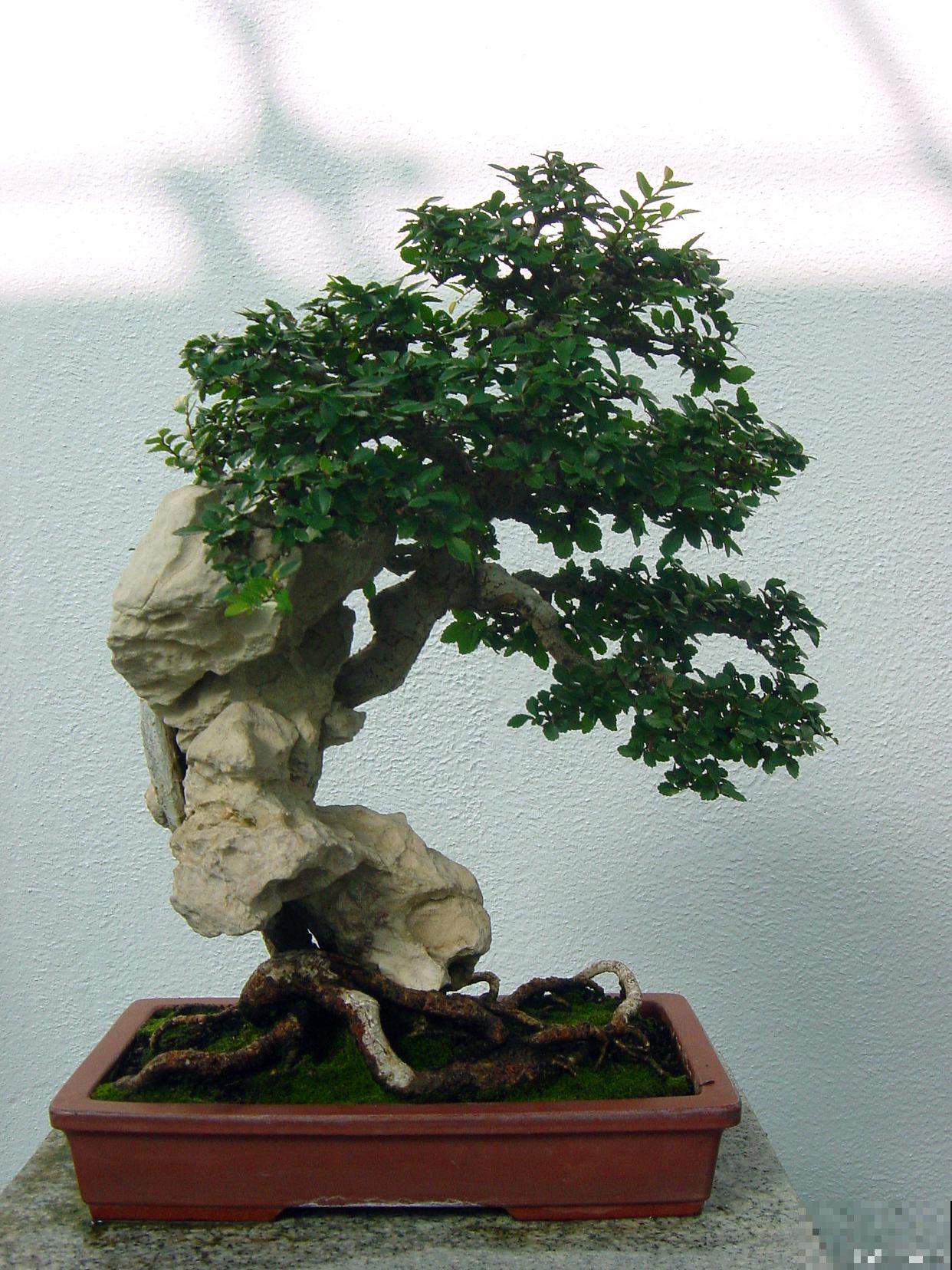 榆树盆景如何养护