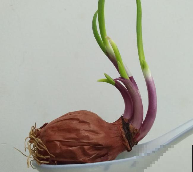 发芽的洋葱不要扔，学会这5步，变成盆栽观赏好