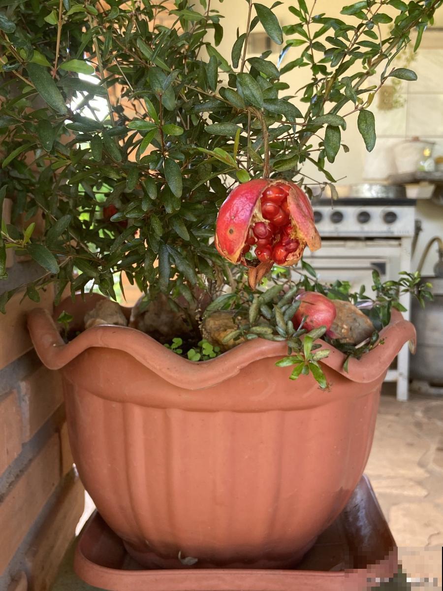 石榴树盆景怎么养