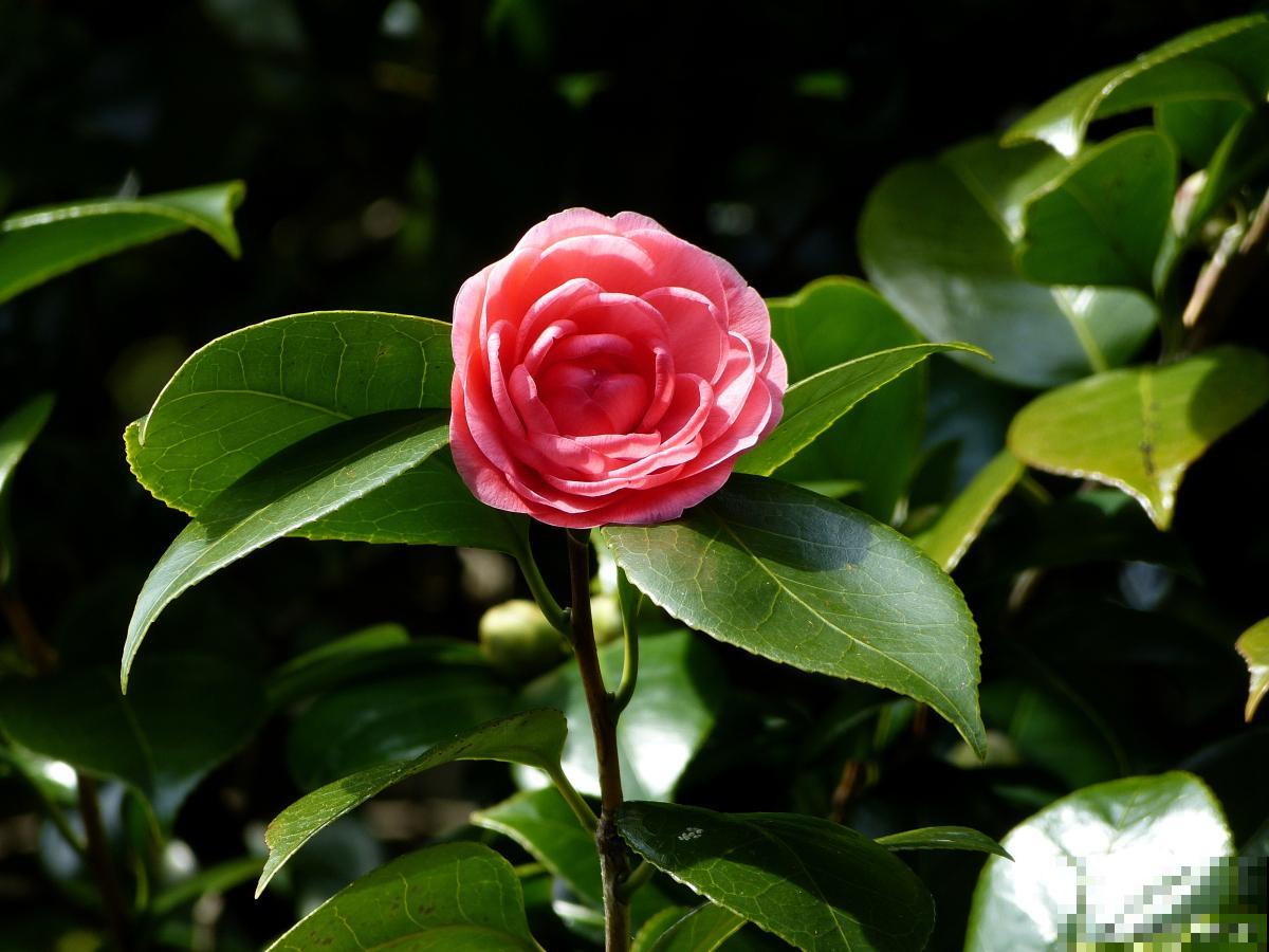 茶花用什么嫁接? 茶花用什么嫁接?