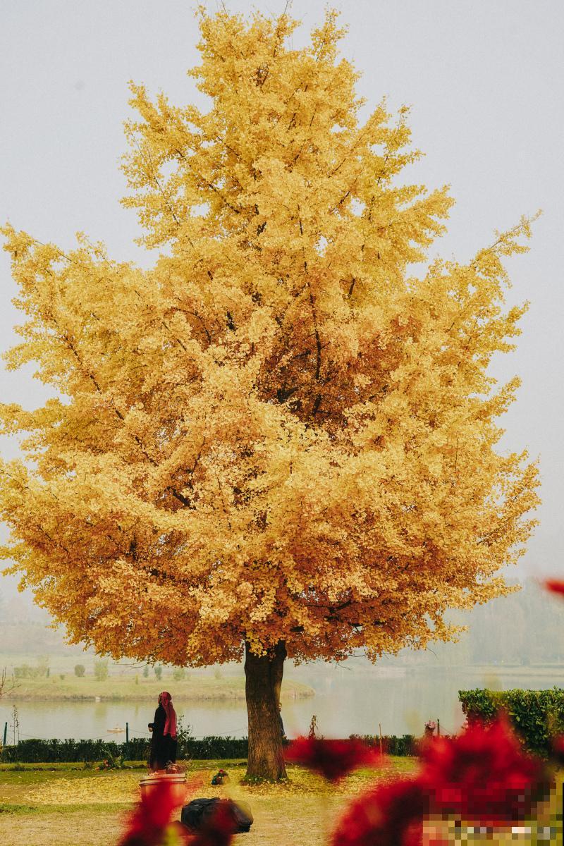 银杏树为什么不结果