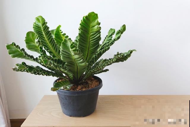 龙骨树怎么养殖? 龙骨树怎么养殖?