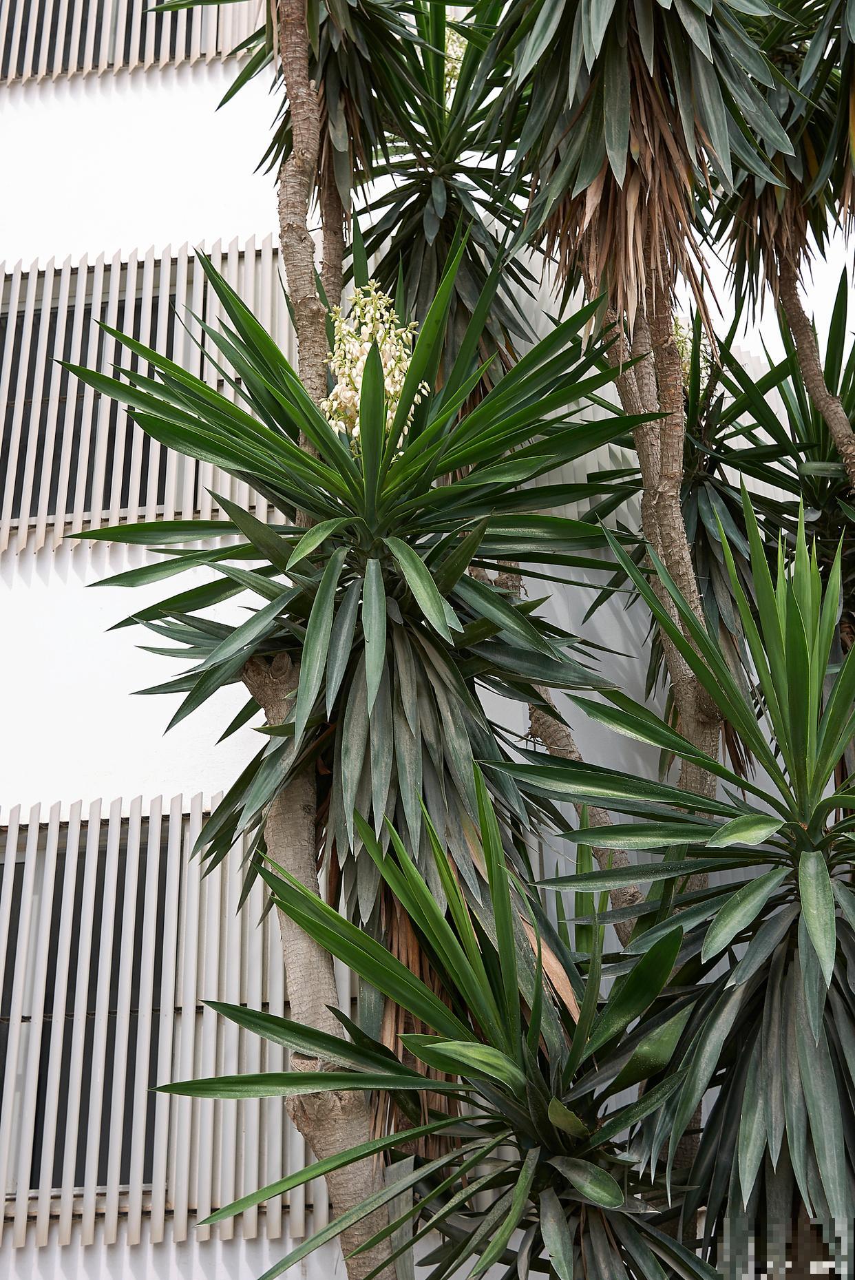 散尾葵介壳虫怎么治