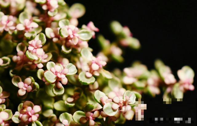 雅乐之舞如何换盆 雅乐之舞如何换盆