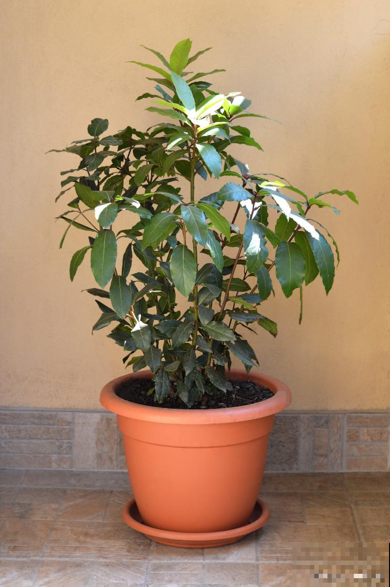 桂花树盆栽怎么养才长得好