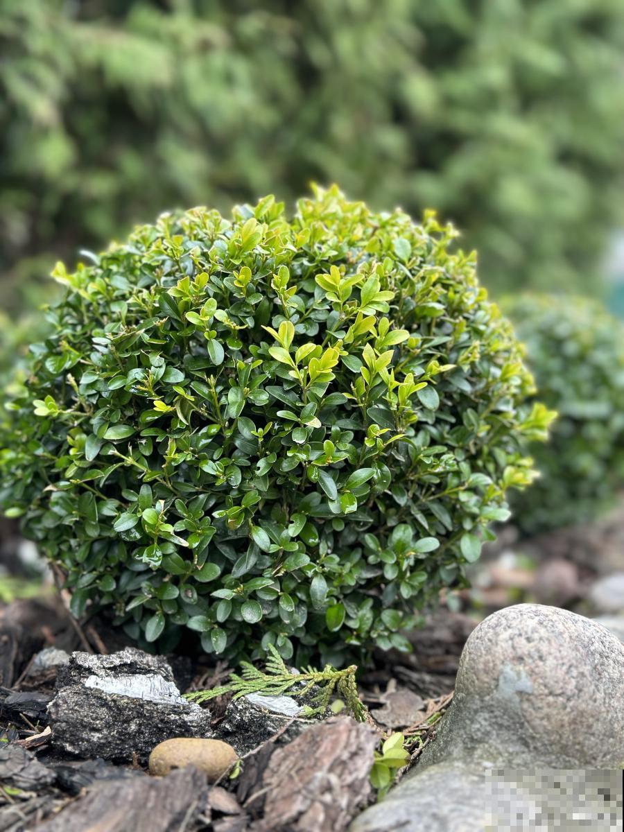 米兰怎么养护的？