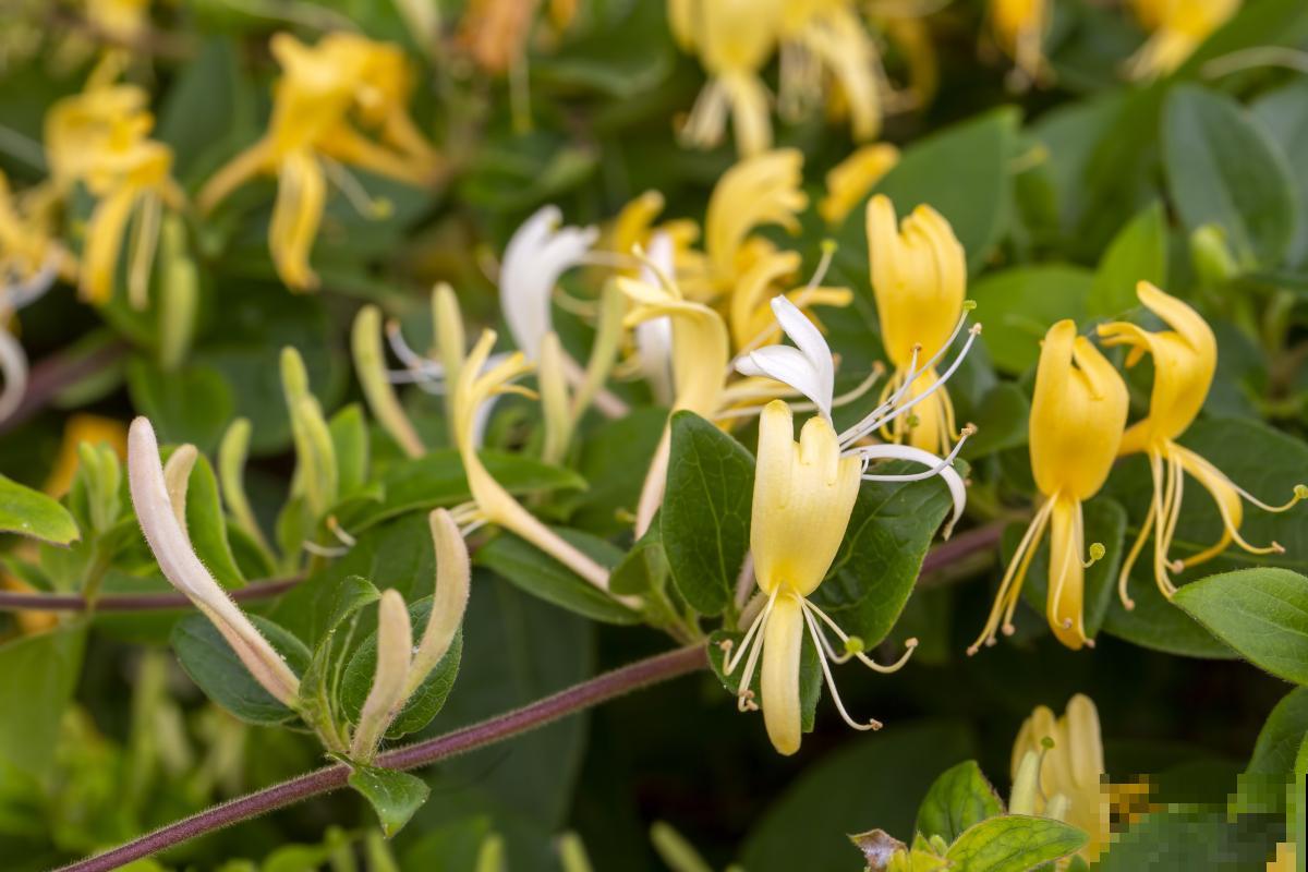 盆栽金银花怎么样攀爬