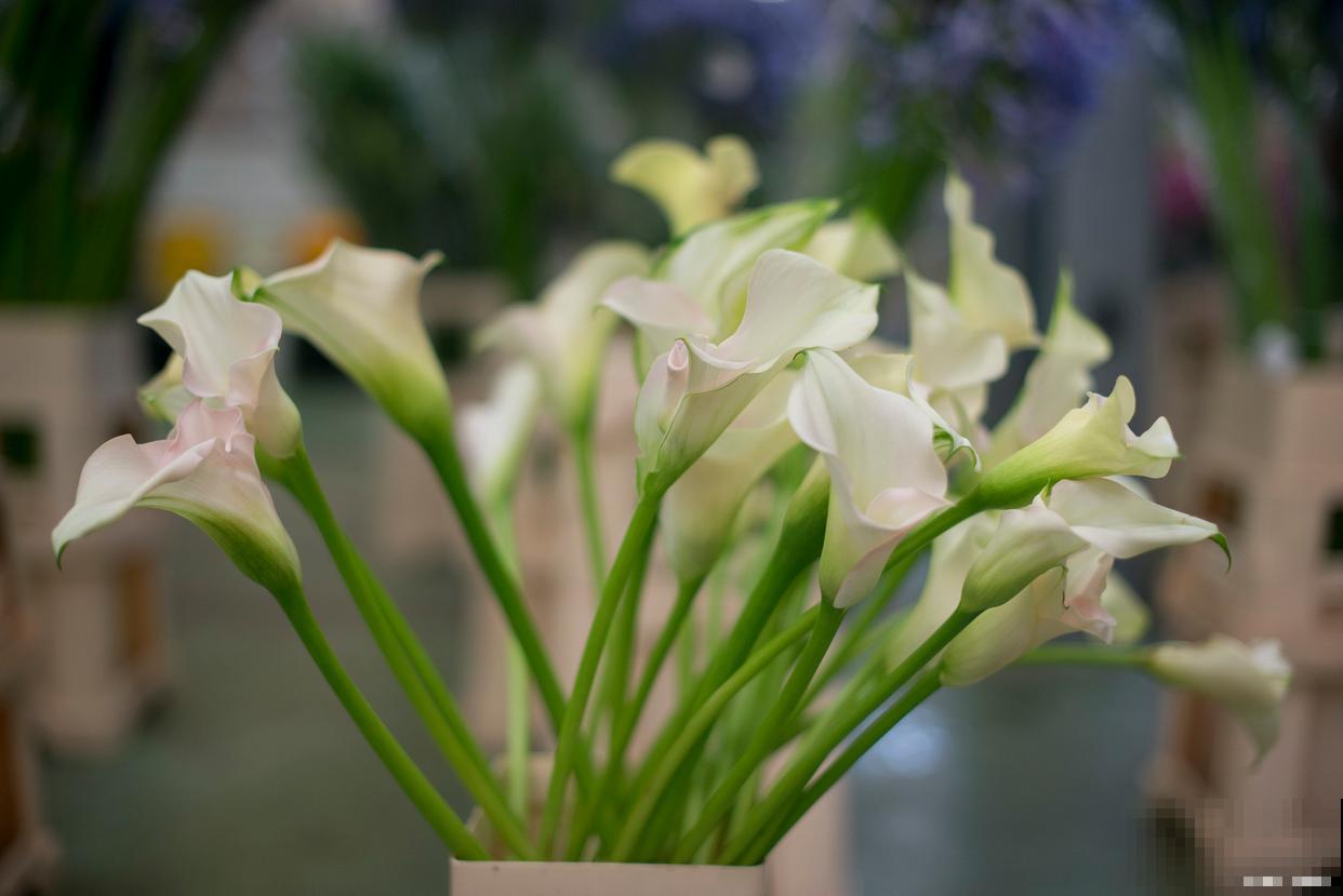 晚香玉种球烂了怎么回事