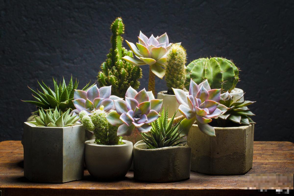 夏天怎么养多肉植物