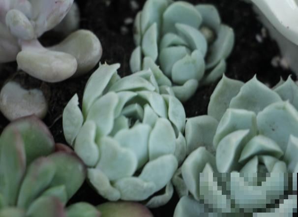 多肉叶子不生根，记住这4点，根系生长变简单